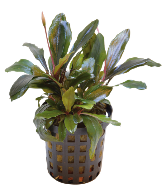 Bucephalandra Theia 5cm