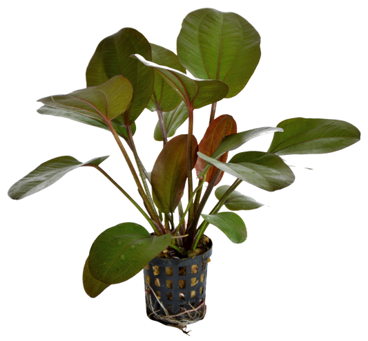 Echinodorus Rubra 5cm pot