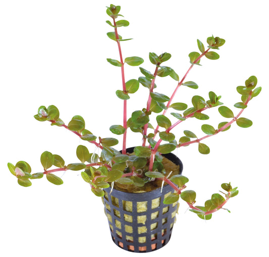 Rotala Orange Juice 5cm pot