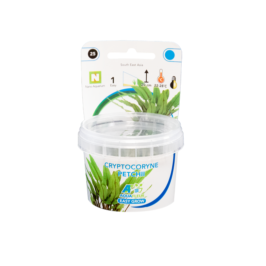 Cryptocoryne Petchii - Easy Grow