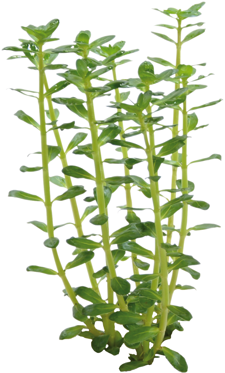 Rotala Indica - Easy Grow