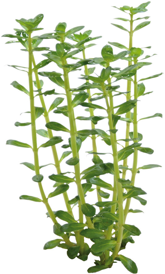 Rotala Indica - Easy Grow
