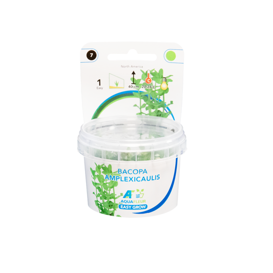 Bacopa Amplexicaulis - Easy Grow