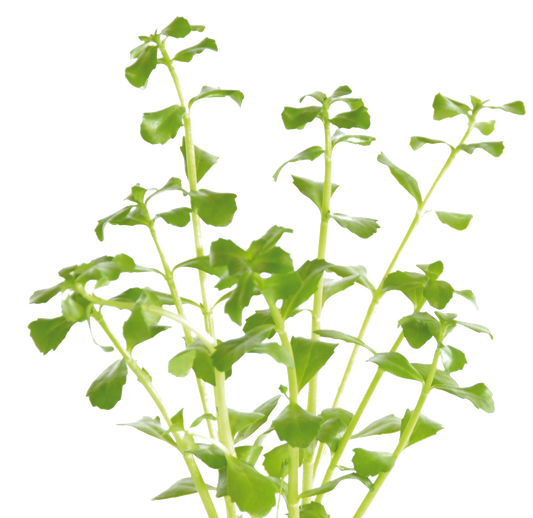Bacopa Monnieri - Easy Grow