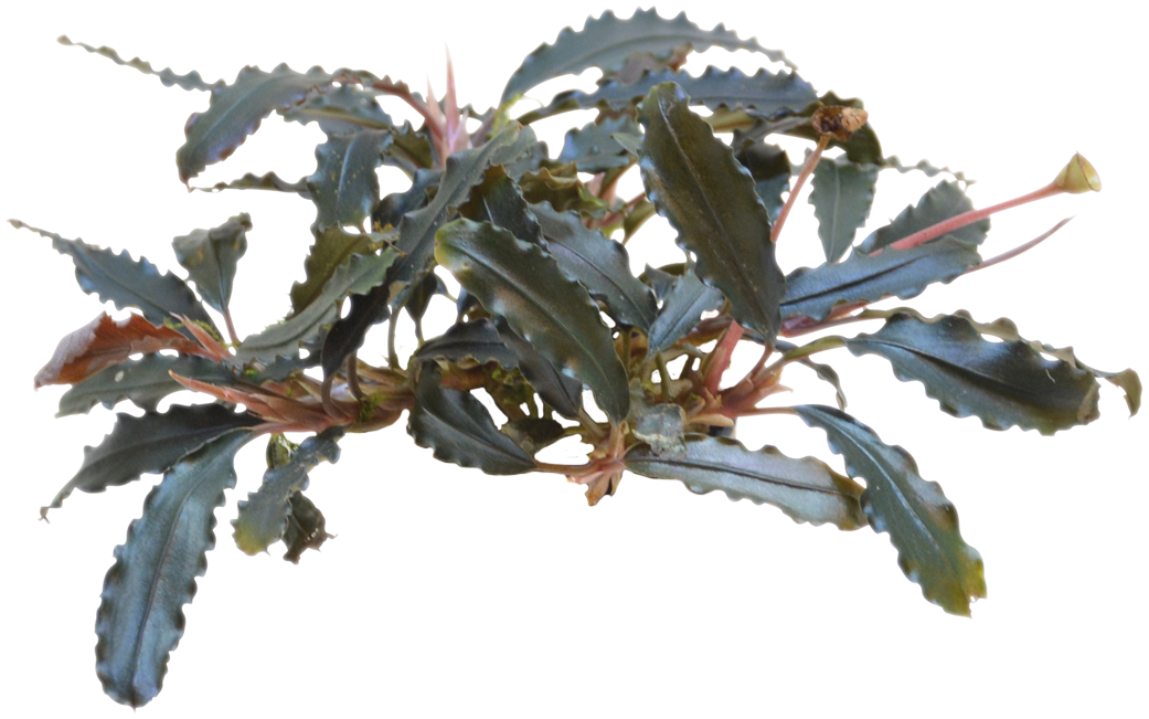 Bucephalandra Biblis - Easy Grow