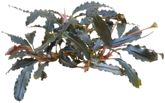 Bucephalandra Biblis - Easy Grow
