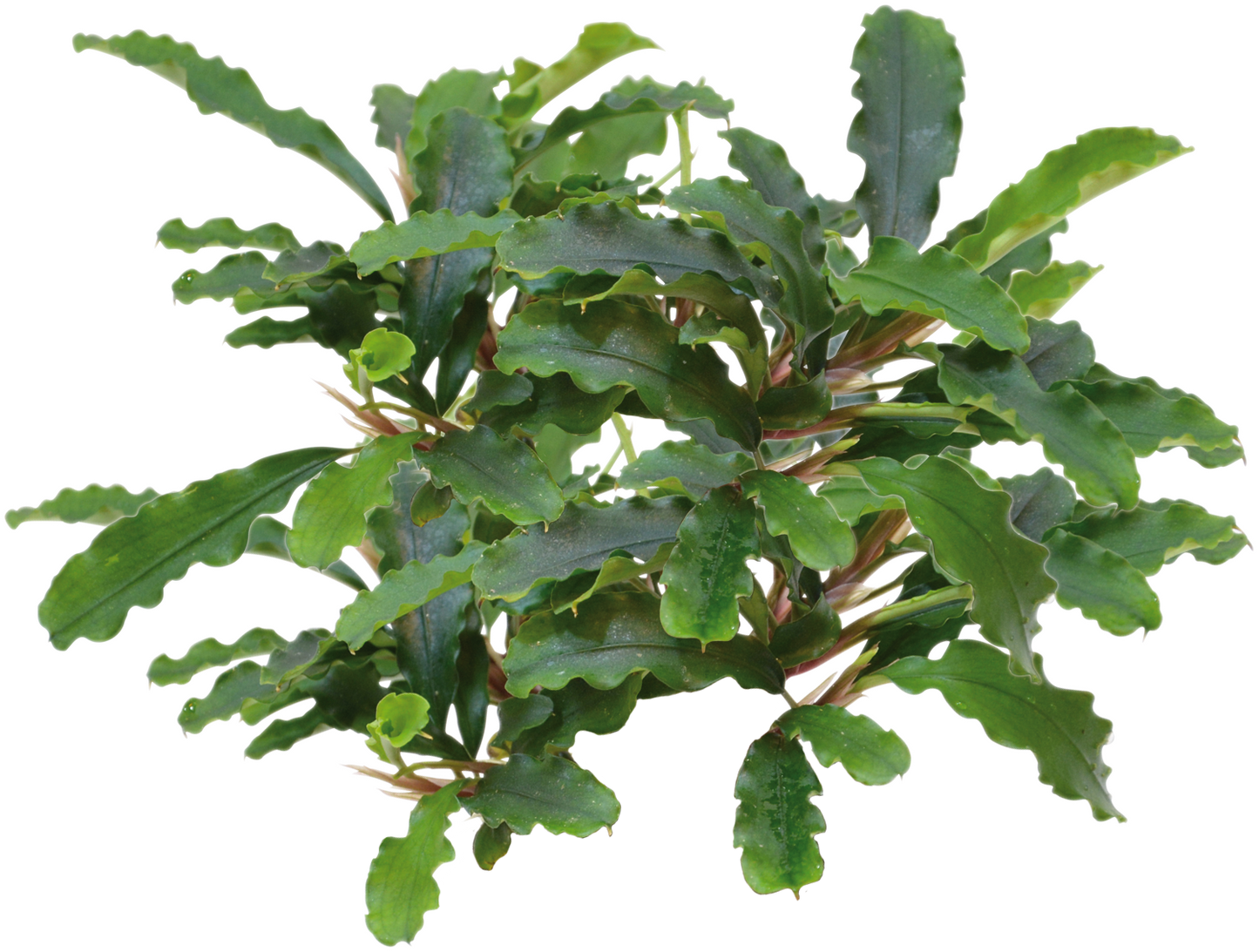 Bucephalandra Green Velvet - Easy Grow