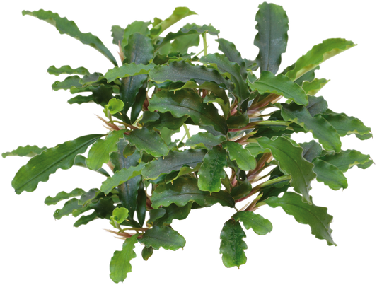 Bucephalandra Green Velvet - Easy Grow