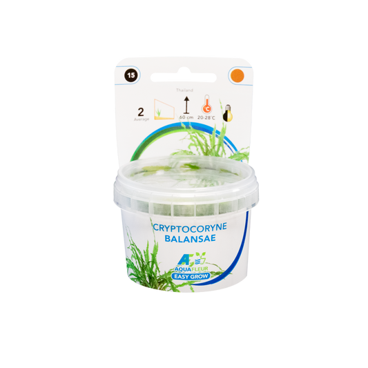 Cryptocoryne Balansae - Easy Grow