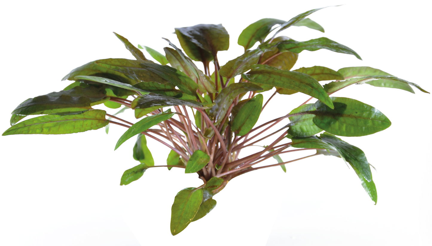 Cryptocoryne Bullosa - Easy Grow
