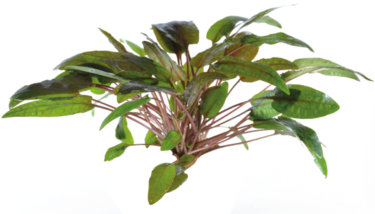 Cryptocoryne Bullosa - Easy Grow