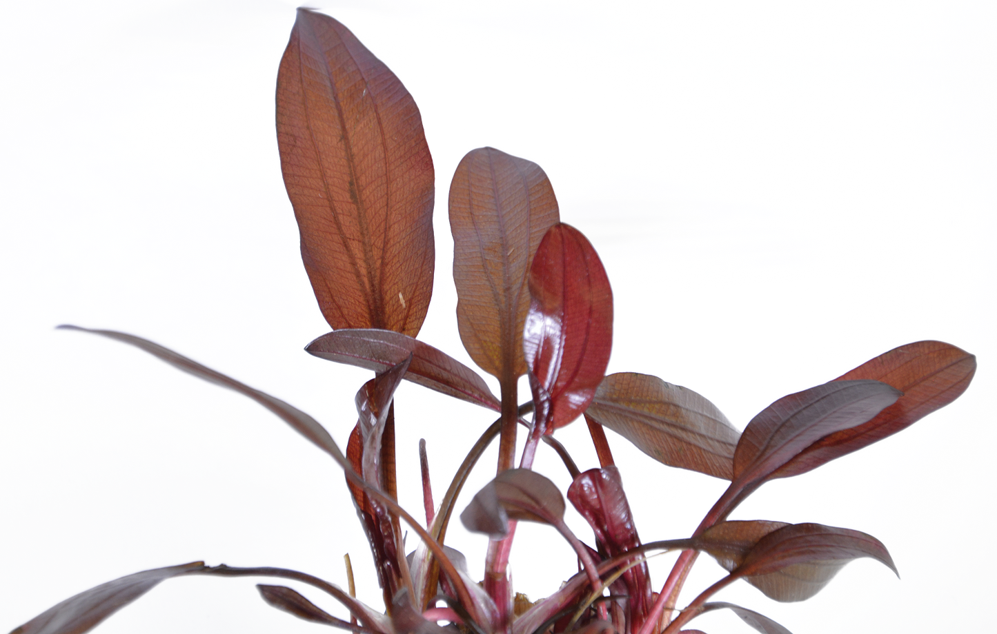 Echinodorus Reni - Easy Grow