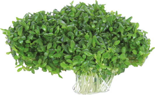 Elatine Hydropiper - Easy Grow