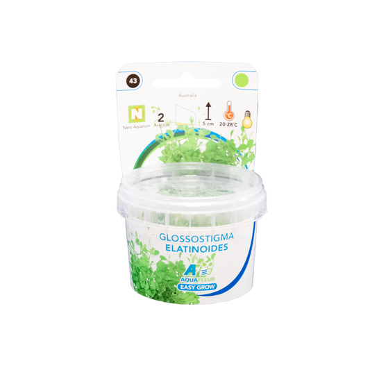 Glossostigma Elatinoides - Easy Grow