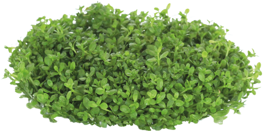 Homalomena Pygmea - Easy Grow