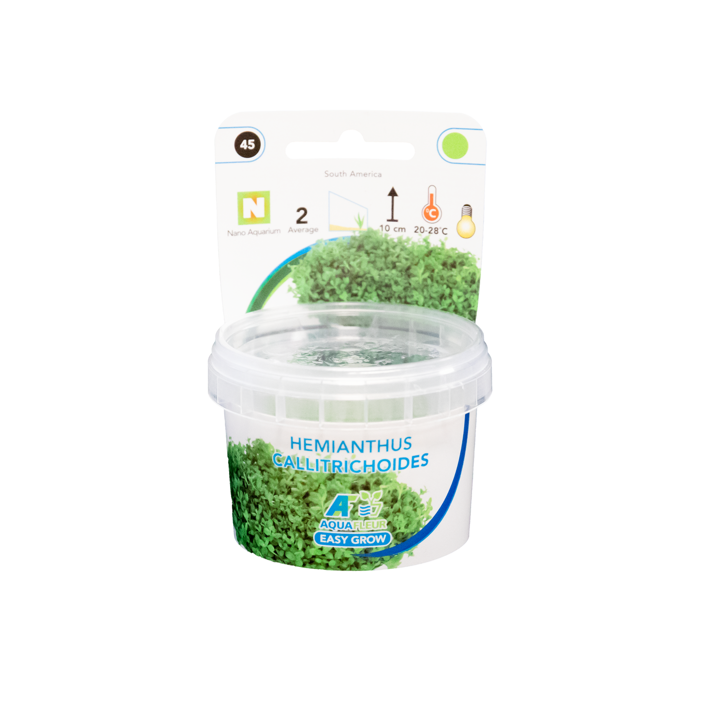 Hemianthus Callitrichoides - Easy Grow