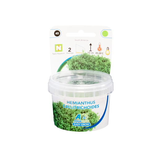 Hemianthus Callitrichoides - Easy Grow