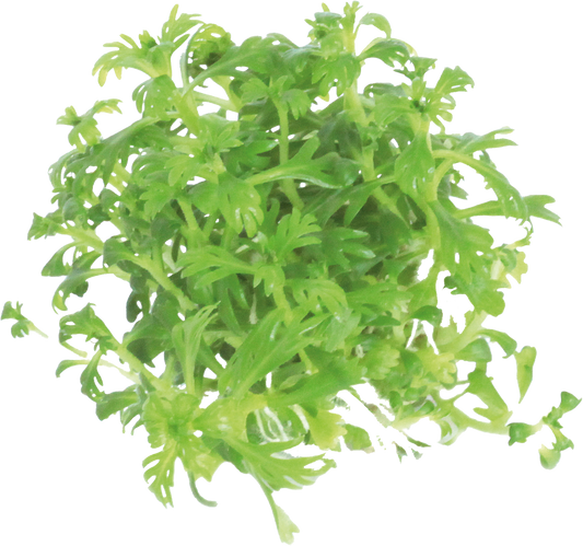 Hottonia Palustris - Easy Grow