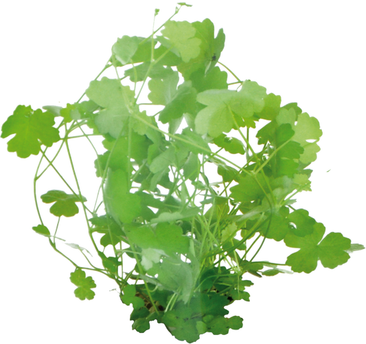 Hydrocotyle Tripartita - Easy Grow