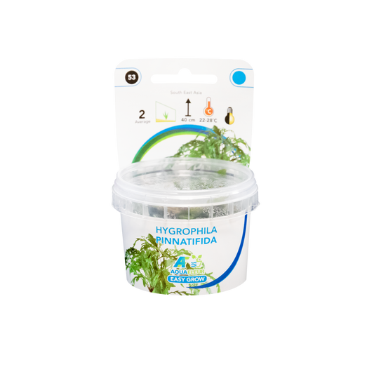 Hygrophila Pinnatifida - Easy Grow