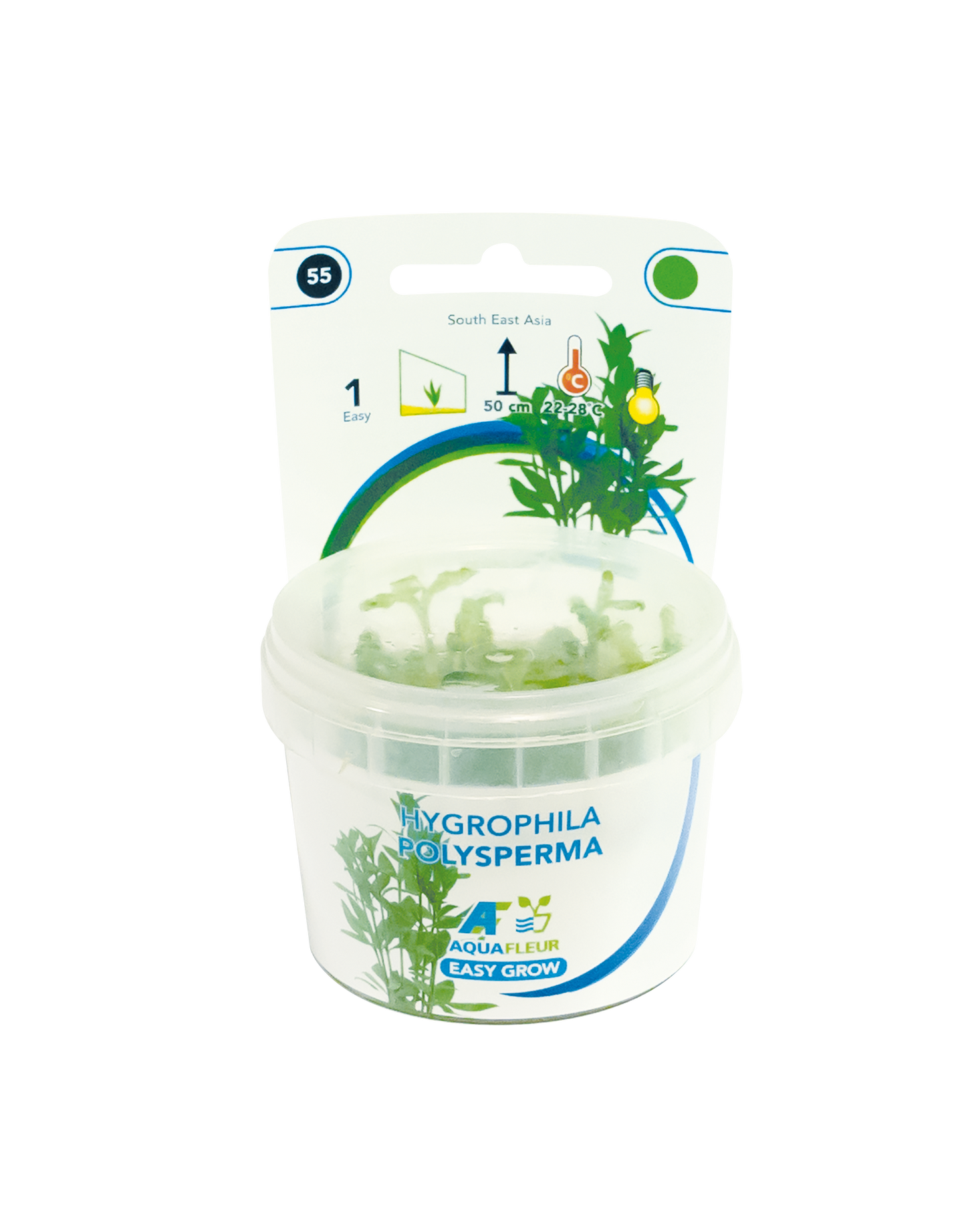 Hygrophila Polysperma - Easy Grow