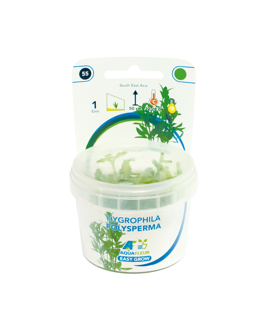 Hygrophila Polysperma - Easy Grow