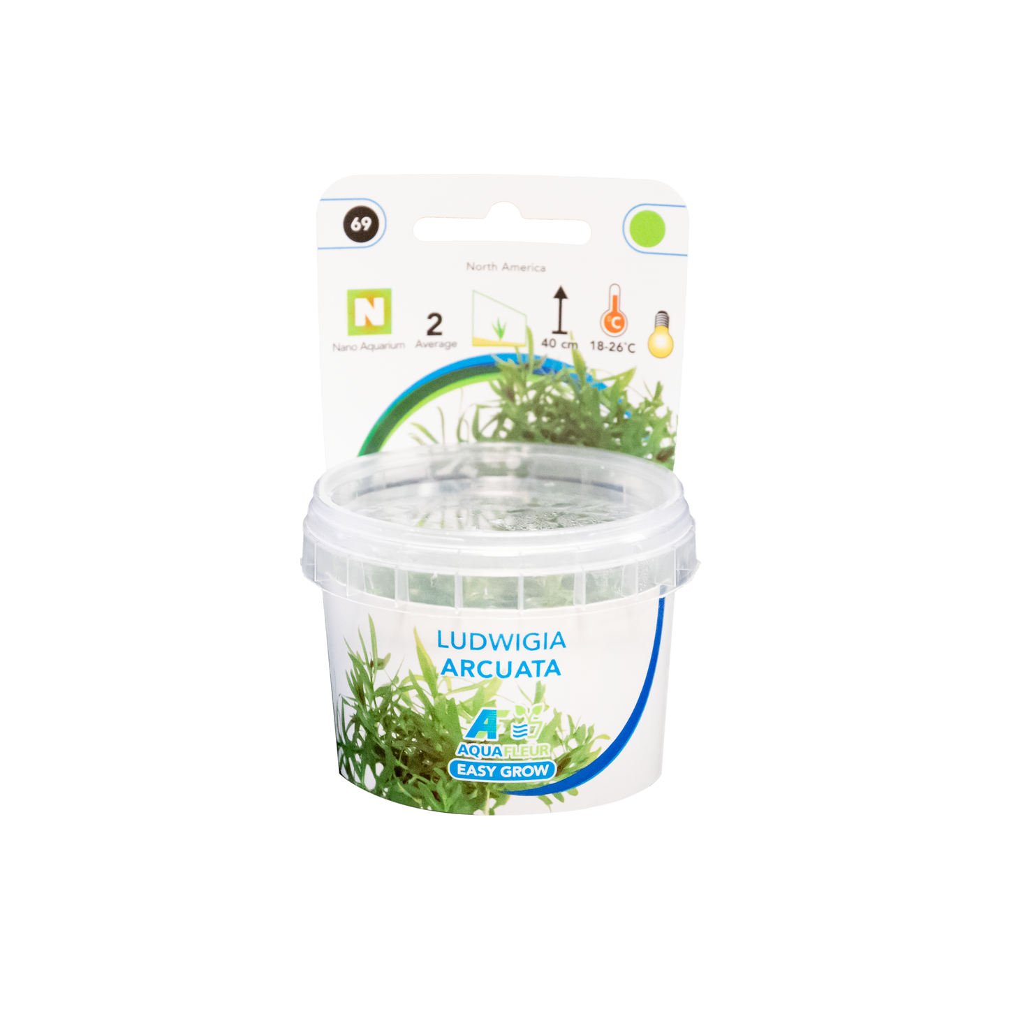Ludwigia Arcuata - Easy Grow