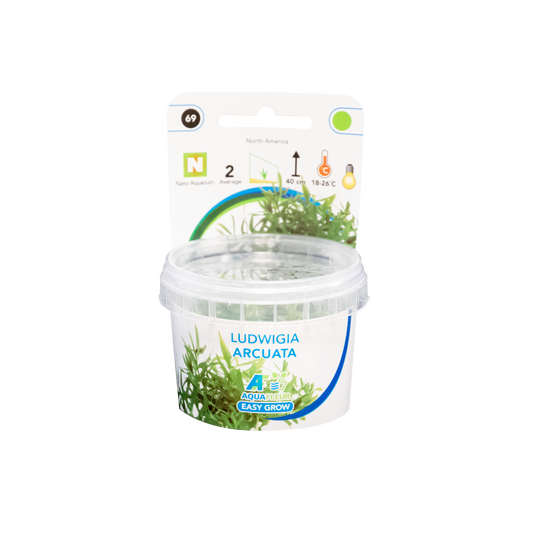Ludwigia Arcuata - Easy Grow