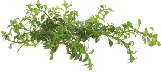 Ludwigia Inclinata Cuba - Easy Grow