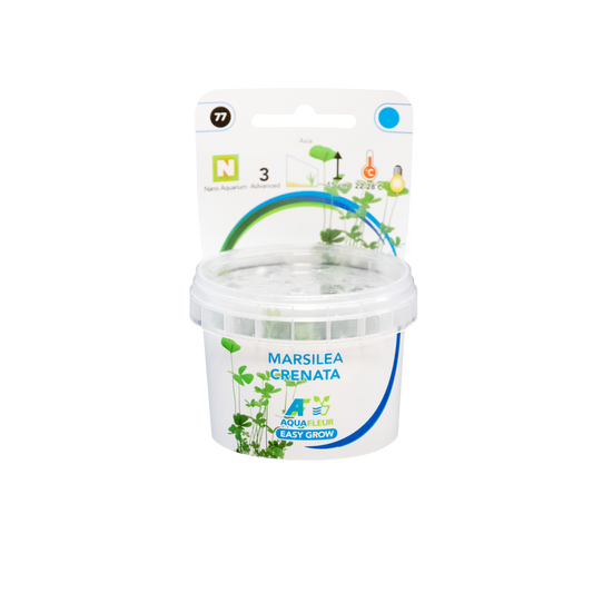 Marsilea Crenata - Easy Grow