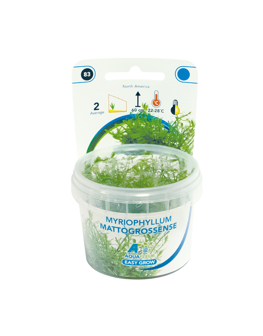 Myriophyllum Mattogrossense - Easy Grow