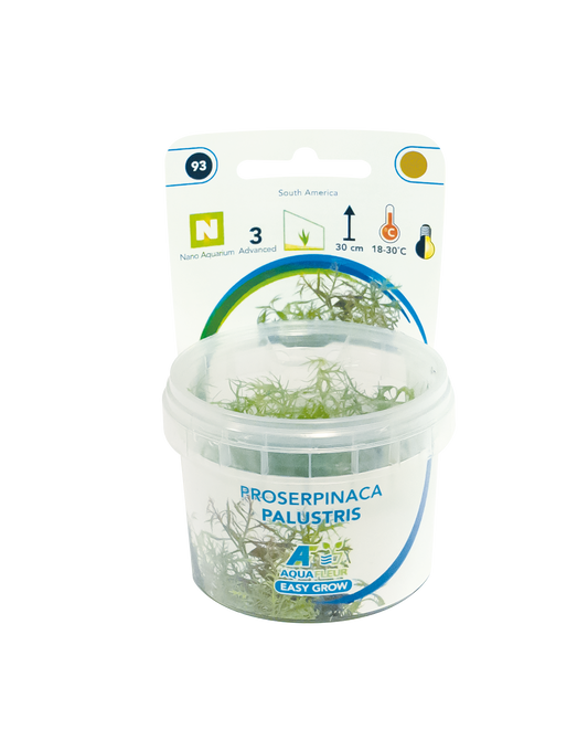 Proserpinaca Palastris - Easy Grow