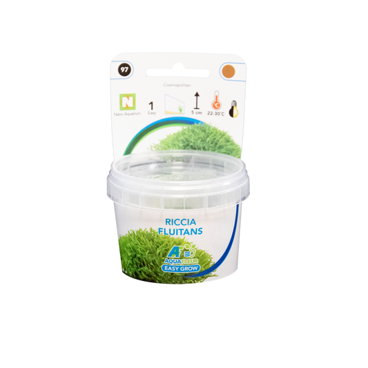 Riccia Fluitans - Easy Grow