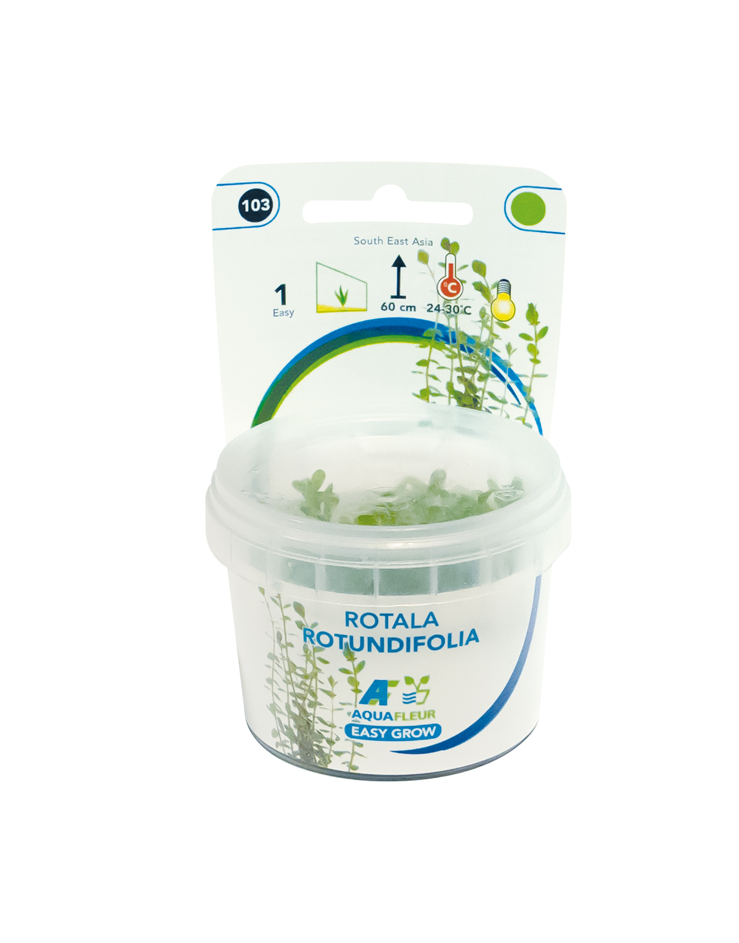 Rotala Rotundifolia - Easy Grow