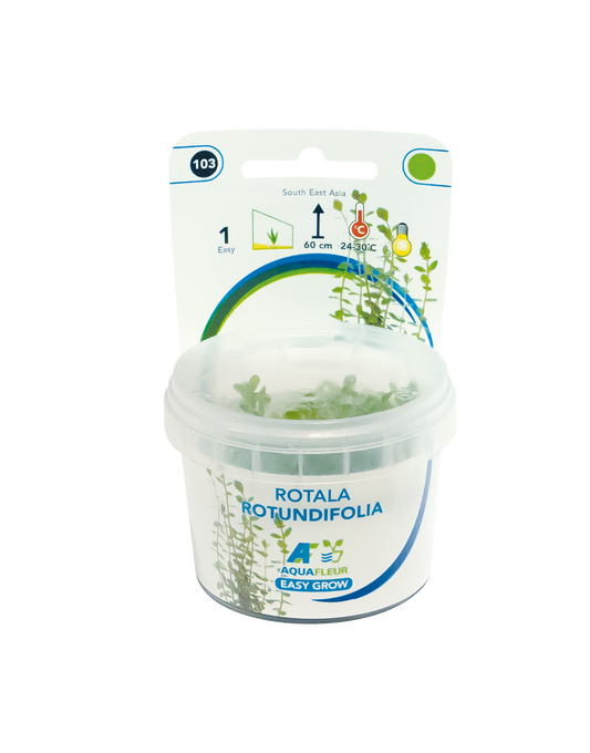 Rotala Rotundifolia - Easy Grow