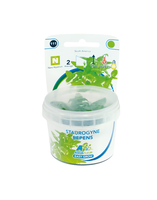 Staurogyne Repens - Easy Grow