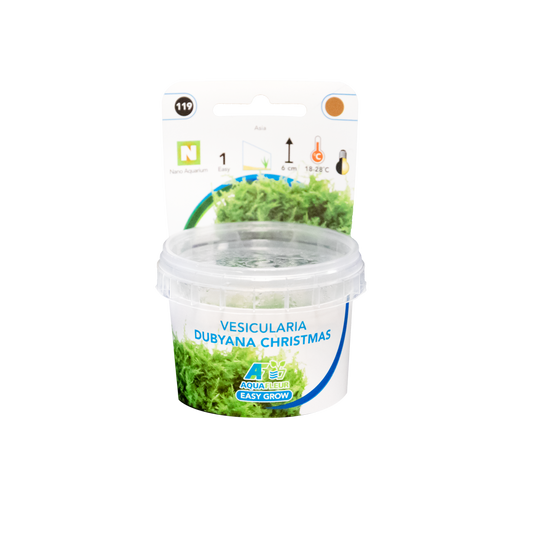 Vesicularia Dubyana christmas - Easy Grow