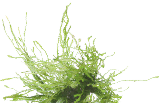 Vesicularia Frerriei Weeping - Easy Grow