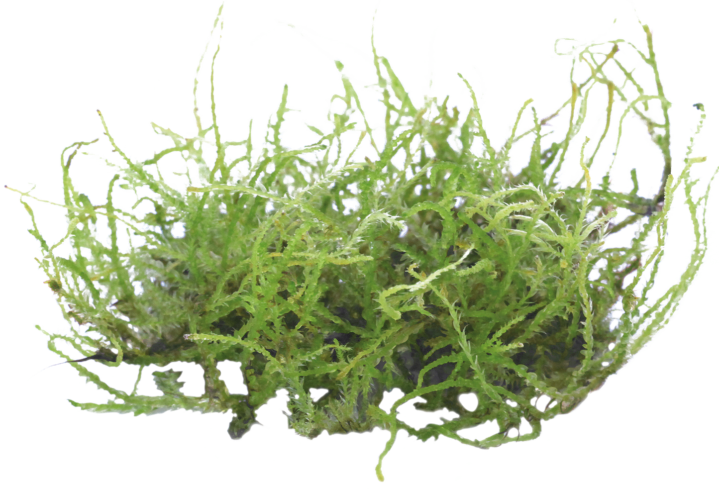 Vesicularia Creeping - Easy Grow