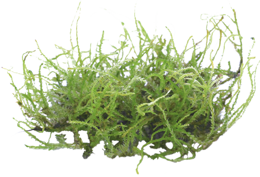 Vesicularia Creeping - Easy Grow