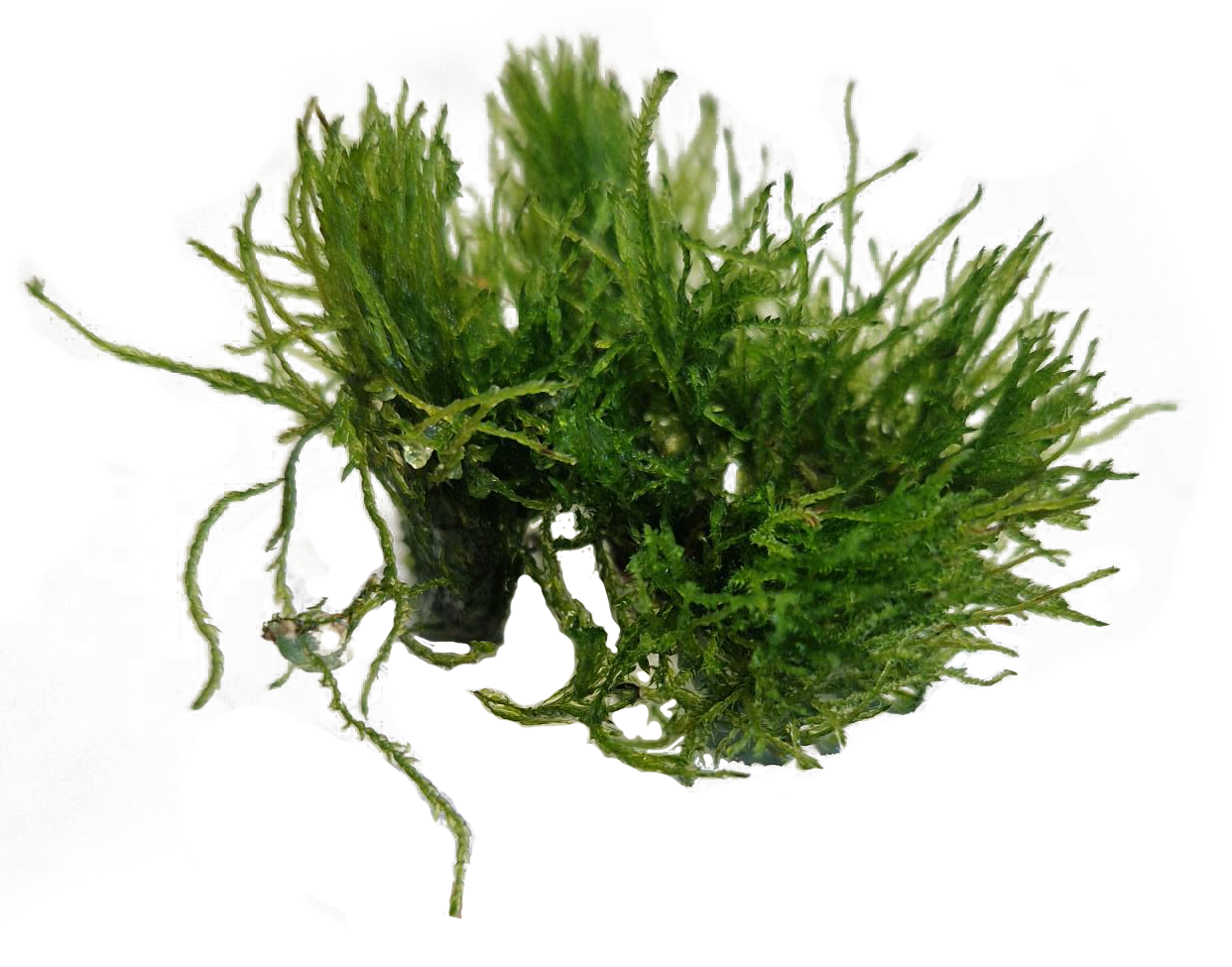 TAXIPHYLLUM ALTERNANS - Easy Grow