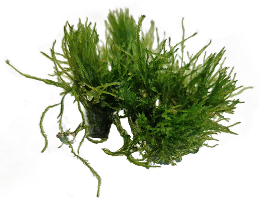 TAXIPHYLLUM ALTERNANS - Easy Grow