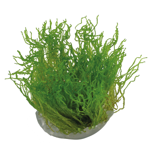 TAXIPHYLLUM FLAME - Easy Grow