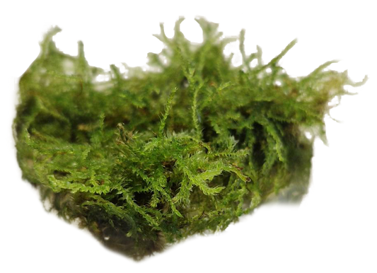 VESICULARIA MONTAGNEI - Easy Grow