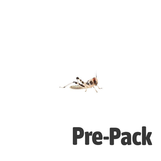 Reptile Live Food: Locust Small (Hatchling)