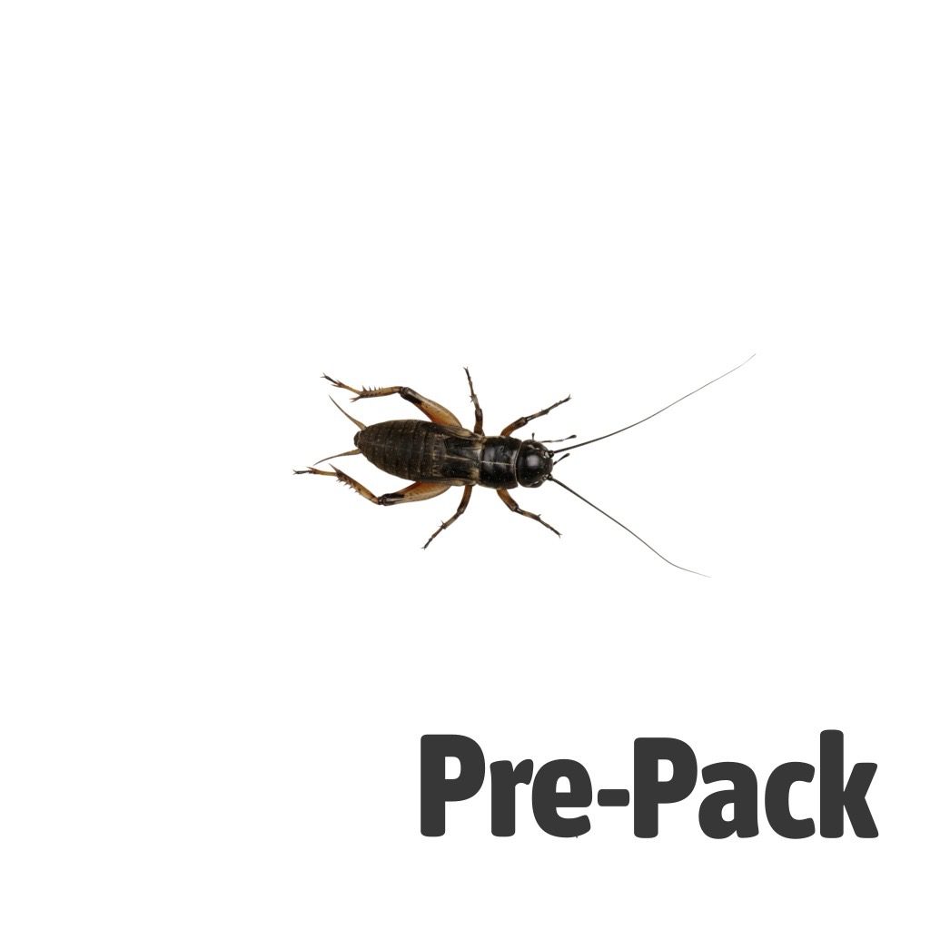 Reptile Live Food - Black Crickets Medium