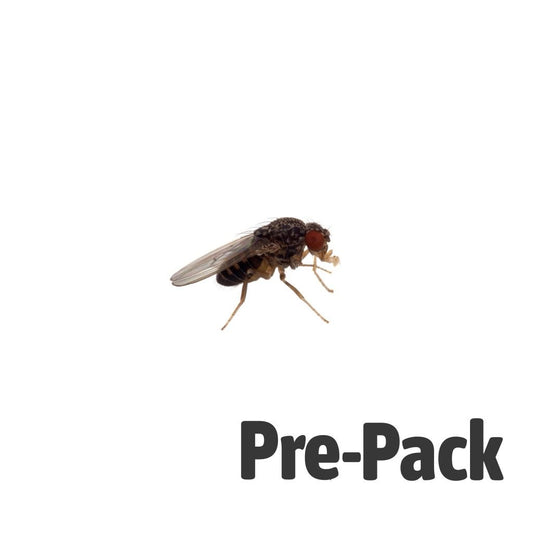 Live Reptile Food - Flightless Fruit Flies