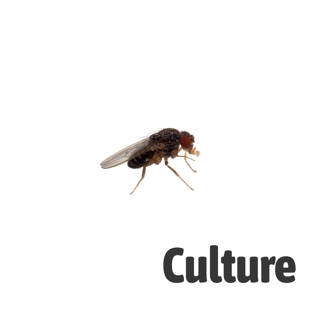 Reptile Live Food: Fruit Fly Culture