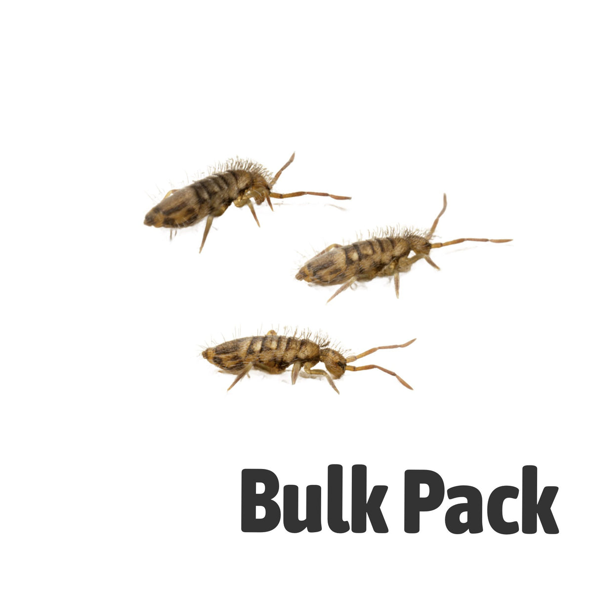 Springtails