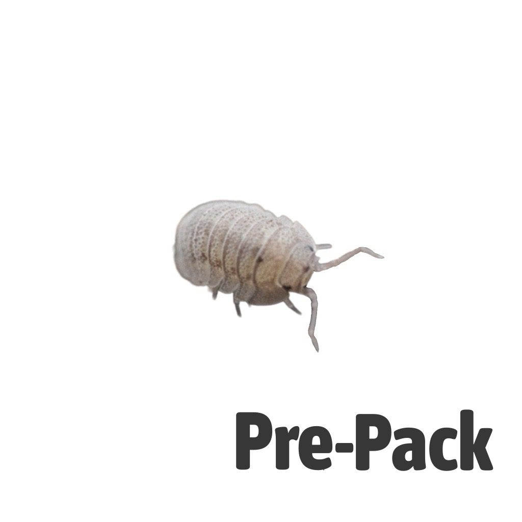 Mini Speckled Woodlice